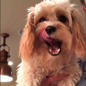 Meet your Posher, Lila